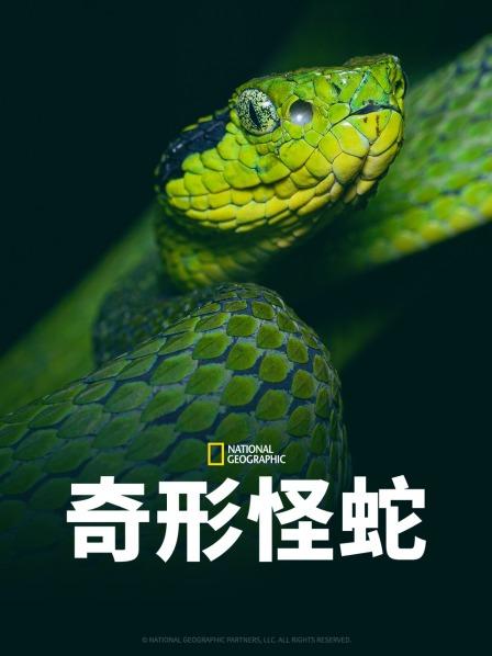 SA国际传媒《奇形怪蛇》免费在线观看